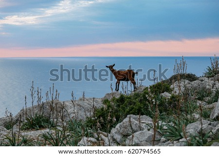 Wild goat standing on a mountain with sunset sky sea in nature background