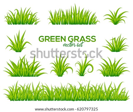 Vector tufts of grass isolated on white background Royalty-Free Stock Photo #620797325