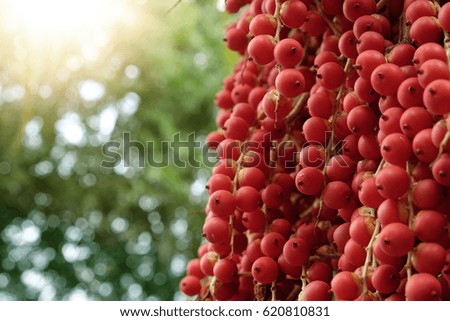 Red fruits fresh berrys