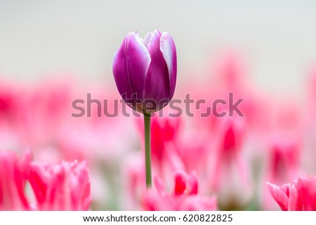 Single Tulip Flower with colourful background in Japan.