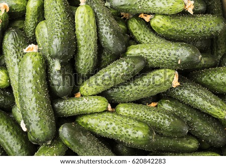 fresh green cucumber collection outdoor on market macro

