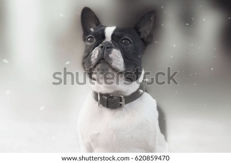 Boston terrier on blur winter background