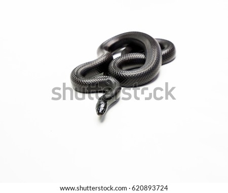 very beautiful real black mexican snake Royalty-Free Stock Photo #620893724