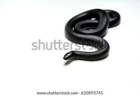 very beautiful real black mexican snake Royalty-Free Stock Photo #620893745
