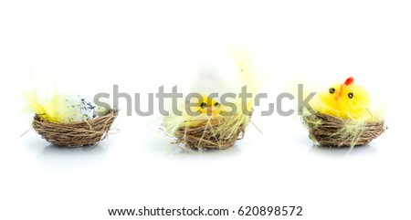 Set of yellow chickens in various poses isolated on white