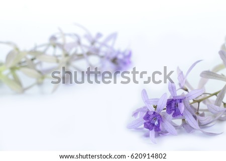 Petrea volubilis flower 