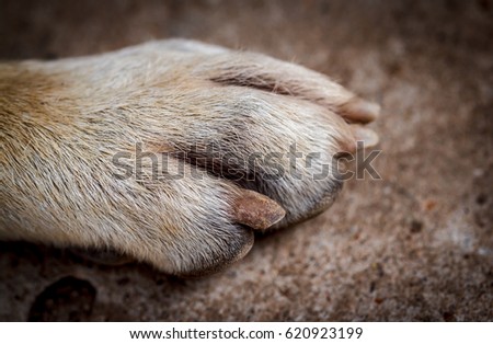 Close-up picture of dog paw claw.