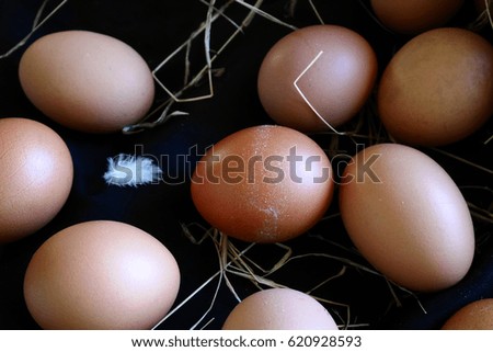 fresh organic eggs