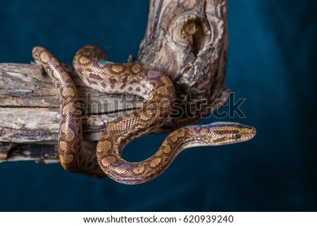 Exotic snake - Colombian iridescent boa constrictor