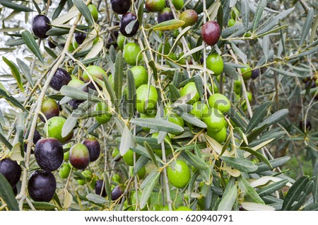 olives on the tree ripe and semiripe 