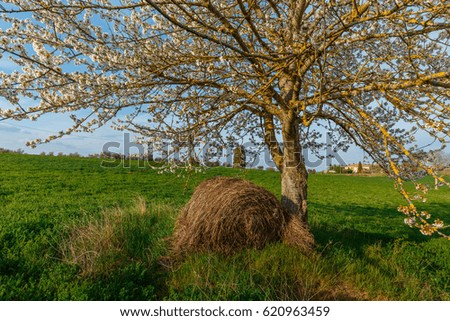 Lonely standing flowering tree. Blooming apple tree. Flowering pear. The tree stands in the middle of the field. A haystack lies next to the tree.