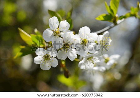 White cherry tree blossoms and blurred background in spring