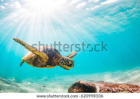 Endangered Hawaiian Green Sea Turtle cruises in the warm waters of the Pacific Ocean in Hawaii