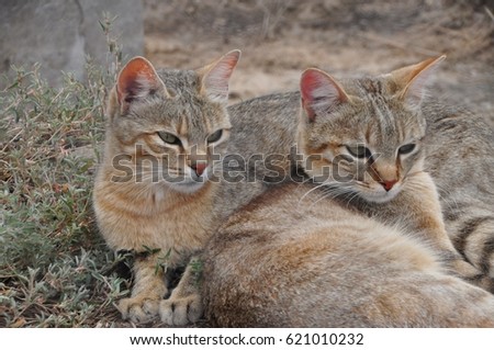 African wild cats together Royalty-Free Stock Photo #621010232