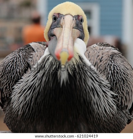 Pelican - California