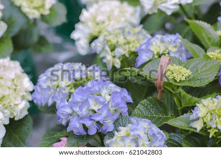 Hydrangea or hortensia flowers, bloom from June to September, white, purple flowers 