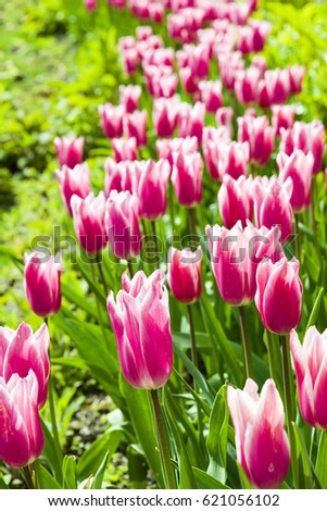 Spring brings out the beauty of nature and nothing shows the vibrancy of this season better than the Tulip. Pictured here as pink and white duo colour, surrounded by a sea of vibrant greens.