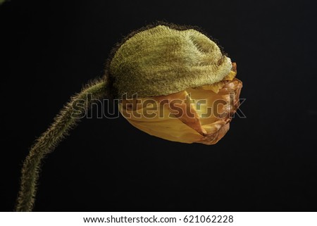 closeup of a poppy flower with black background