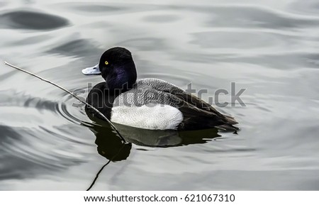 Picture of a Lesser Scaup duck with distinctive markings and orange eyes.
