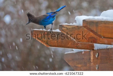 Picture of a Steller's Jay perched on an arbor on a snowy day..