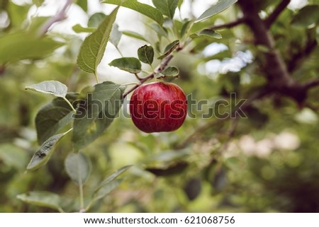 Close-up of an apple on the tree