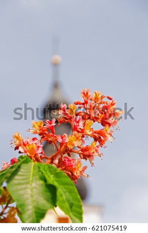 Chestnut blossom with blurred church spire and blue sky on background at sunny spring day.