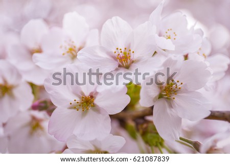 Cherry Blossom  -sakura-