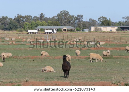 a rural paddock with ewes and an alpaca with farm house and shed in background on a sunny day