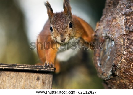 Squirrel in interesting pose looking ahead