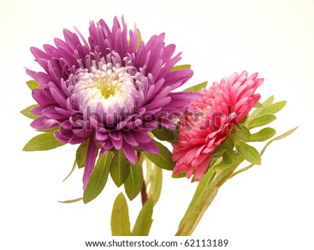 Flowers on a white background
