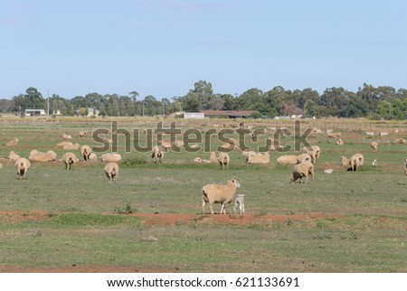 mob of crossbreed ewes with lambs in a grass pasture with farm in background on a sunny day