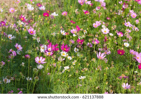 Beautiful cosmos flowers in garden