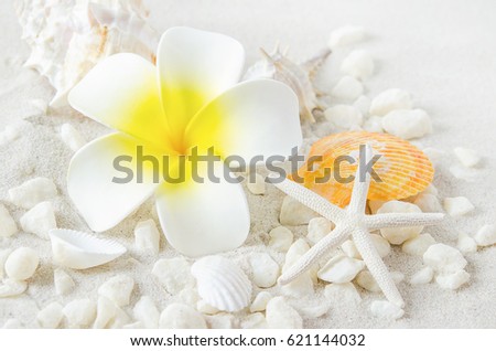 Beach and Summer background - Close up of Artificial Plumeria flower with starfish and seashells on white sand background with white coarse sand