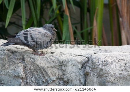 The dove on the stone, picture set with different angles