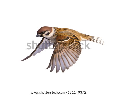 A bird flying a sparrow on a white background. Royalty-Free Stock Photo #621149372