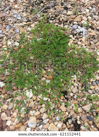 Plant on the gravel  ground