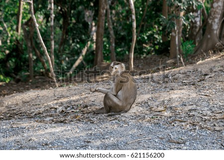 Pig-tailed Macaque monkey lives in the mountains of Khao Yai National park. Thailand. monkeys