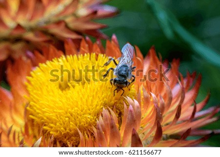 bee is finding sweet from flower