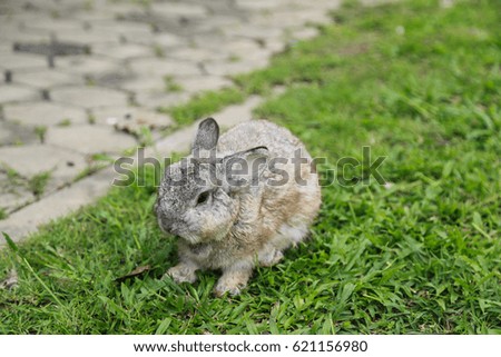Thai rabbit is relaxing in garden