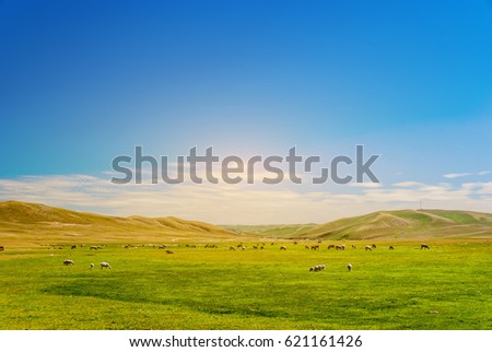 Beautiful grassland, cattle and flock with blue sky and white clouds Royalty-Free Stock Photo #621161426