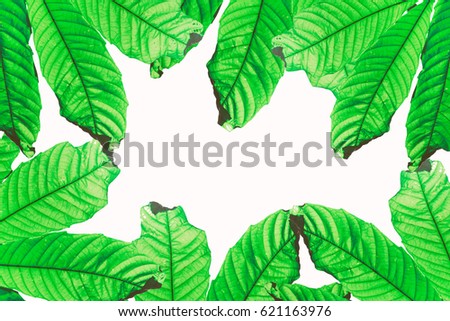 Green leaf pattern on the surface
