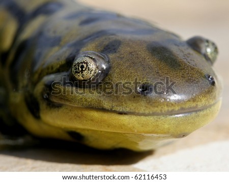 Blotched Tiger Salamander (Ambystoma mavortium melanostictum)
