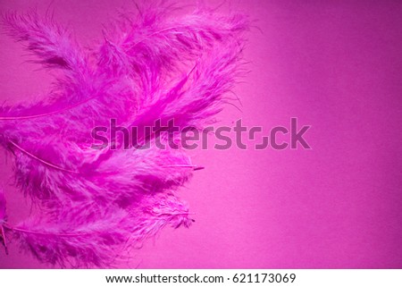 
Pink feather, on pink background