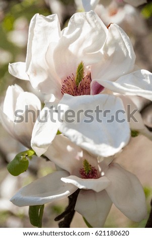 Pale pink magnolia flowers. Spring blossom. Close-up.