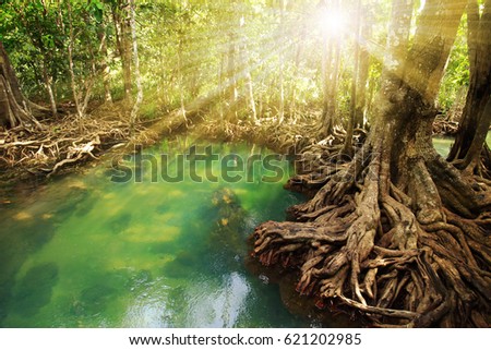 Tha Pom , Emerald Pool is unseen pool in mangrove forest at Krabi in Thailand.  Royalty-Free Stock Photo #621202985