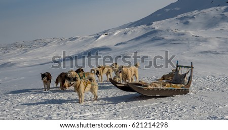 Sled dogs in Ilulissat, Greenland