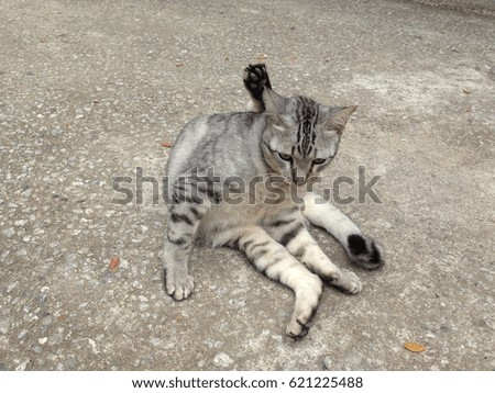cute grey cat is cleaning hairs