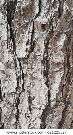 the bark of a tree