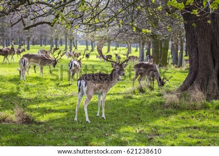 Deer spotted in Phoenix Park, Dublin