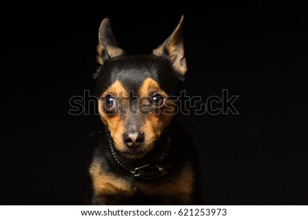 Portrait of a Toy Terrier dog on a black background